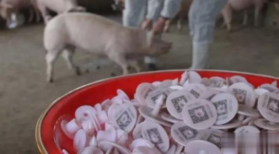 動物二維碼耳標能使用激光打標操作嗎？(圖2)